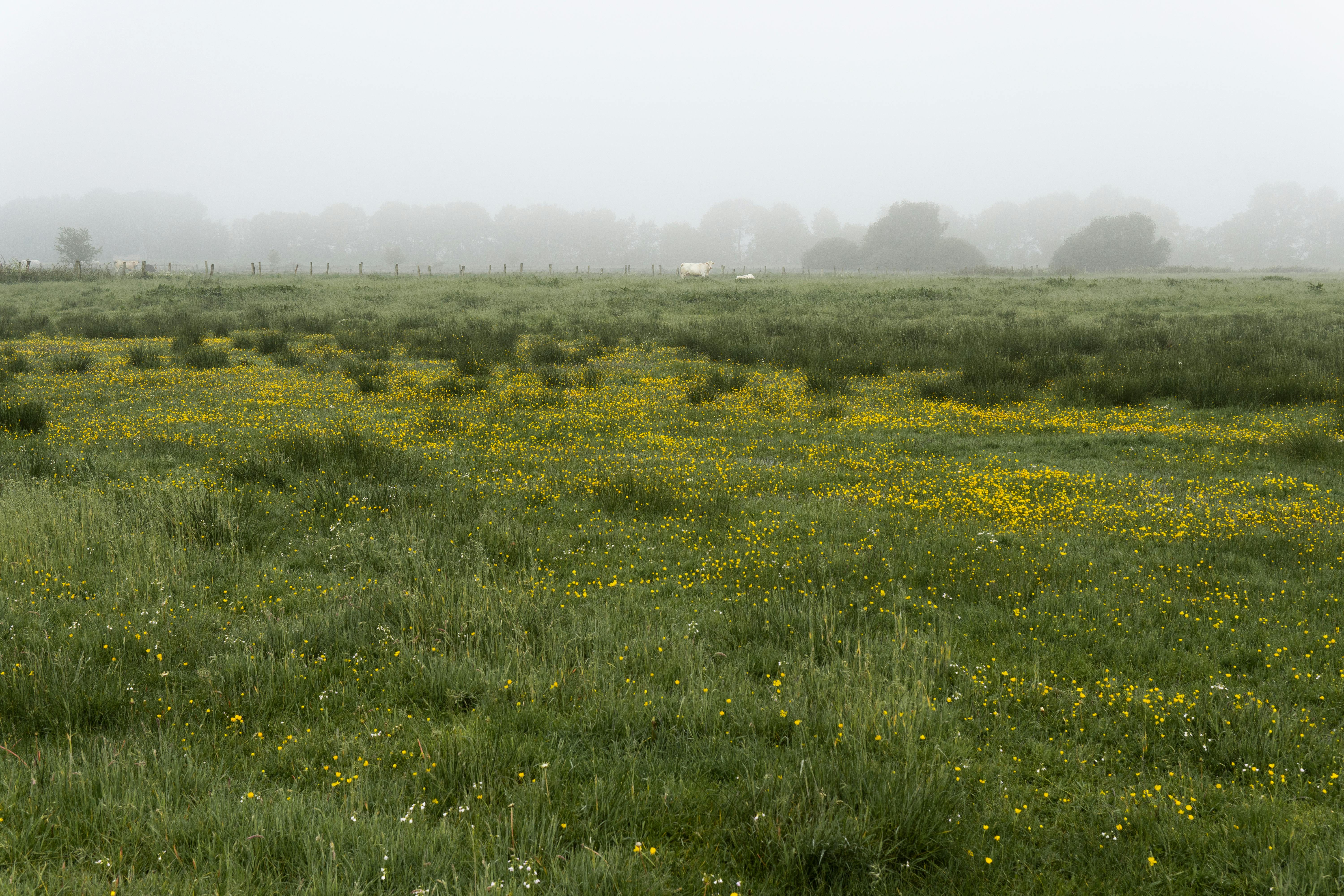 Bild von Naturschutznahes Grundstück mit Bachgrenze